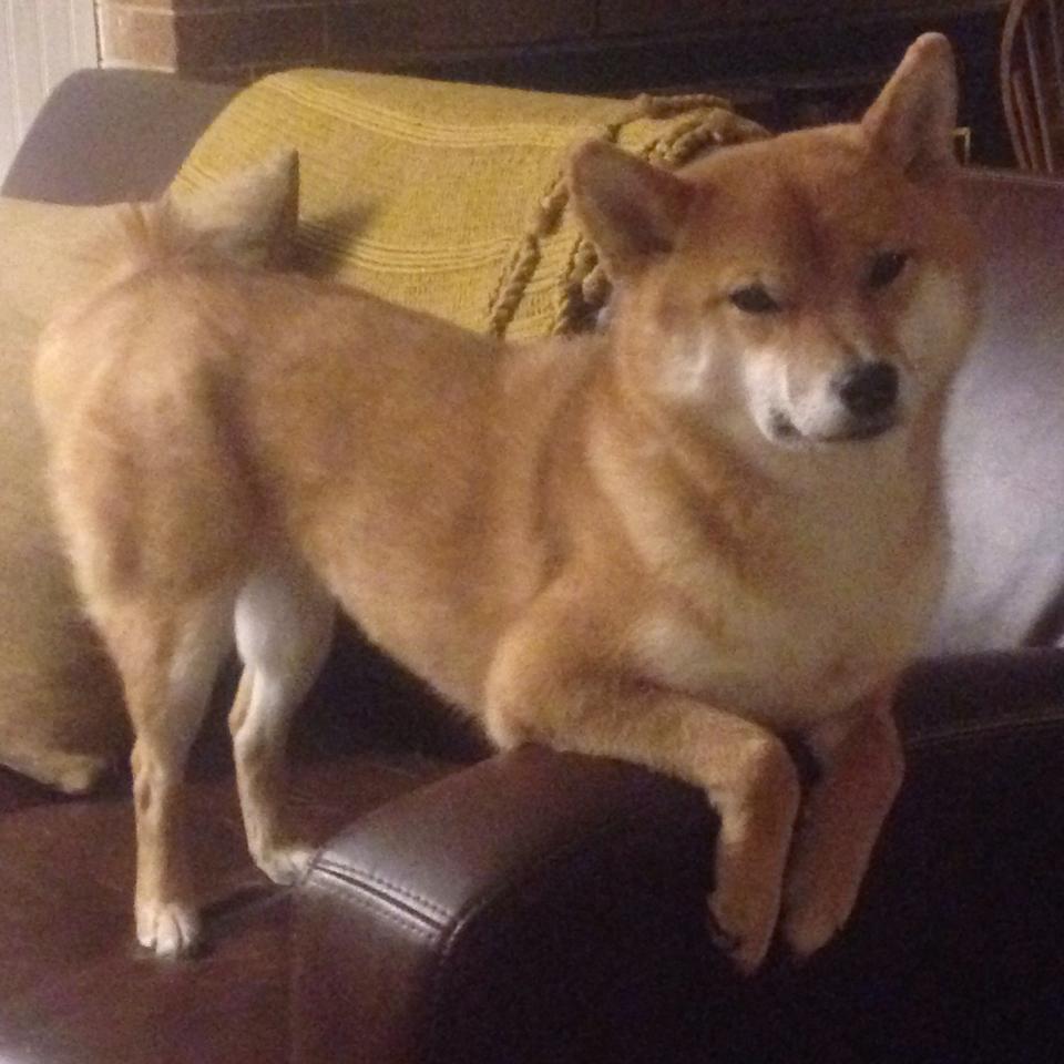 草根风暴击沉豪门战舰，瑞士罗宾汉阿什拉夫一肩扛起惊天逆转