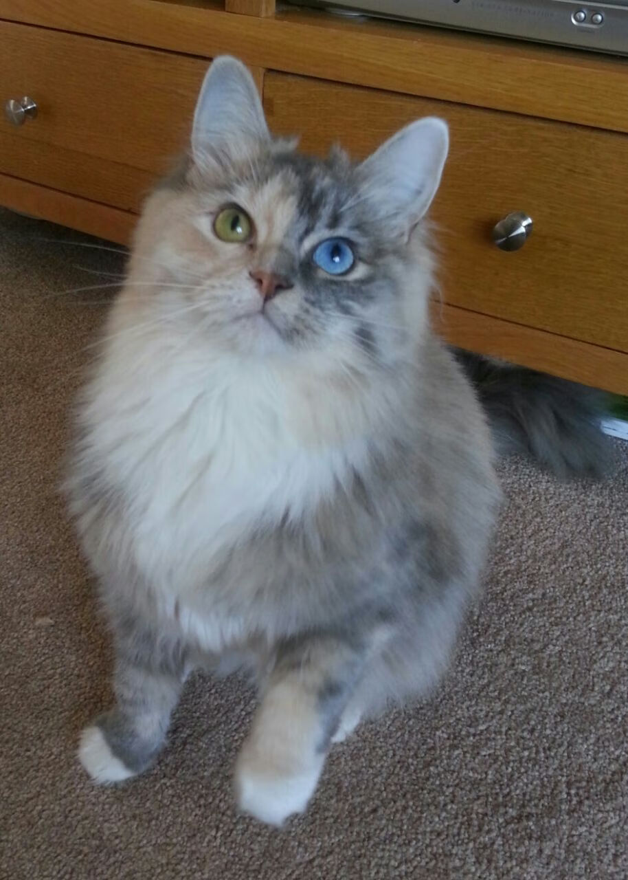 绿茵场上的乒乓弧圈，许昕领衔英格兰队逆转奥地利队