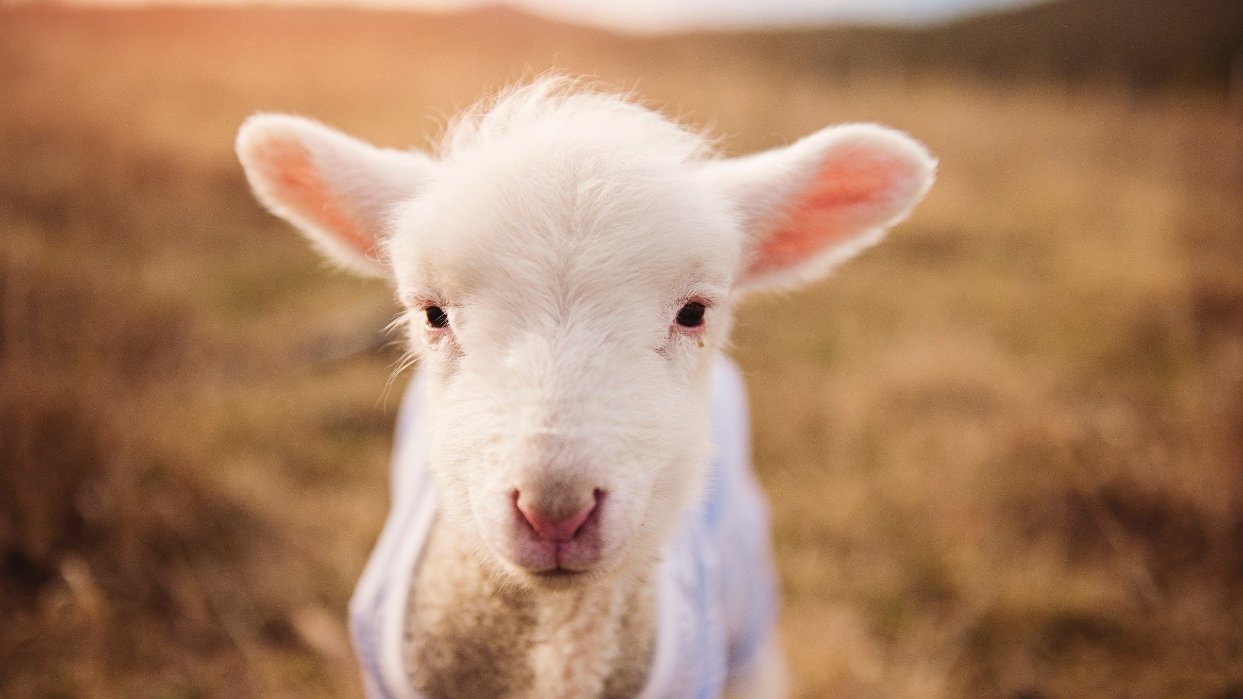 绝杀启示录，石宇奇一球定乾坤与中国队唯一性的胜利