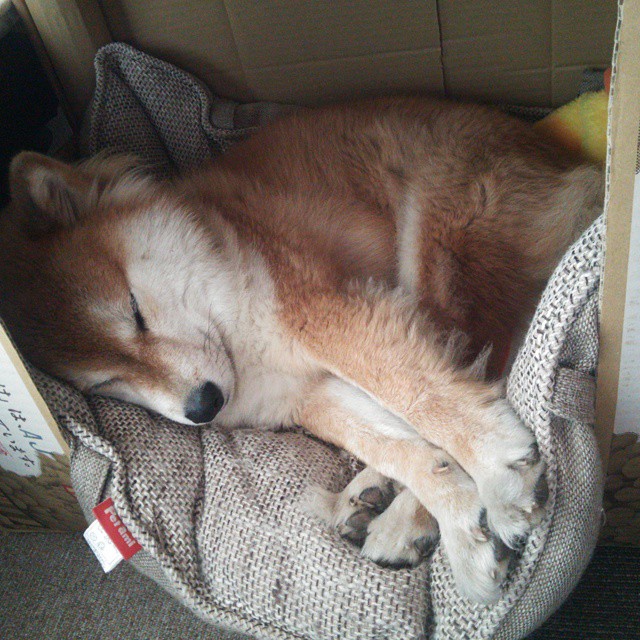 惊天逆转！法国队绝境翻盘日本，桃田贤斗一锤定音