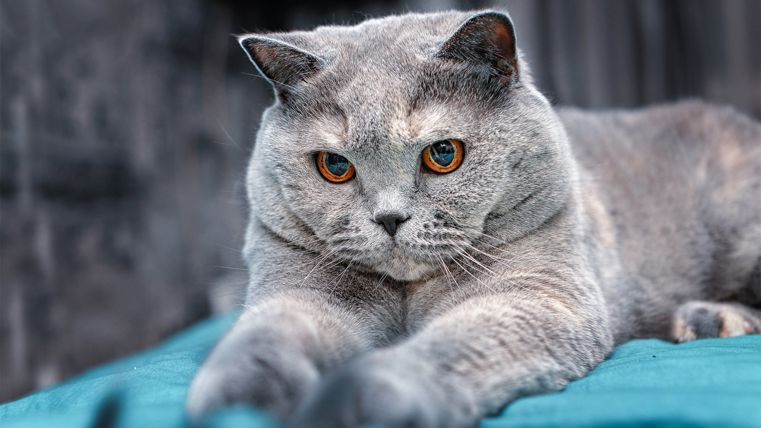 北欧雪山的精准，安赛龙如何用一记劈杀冻结了曼谷的风暴