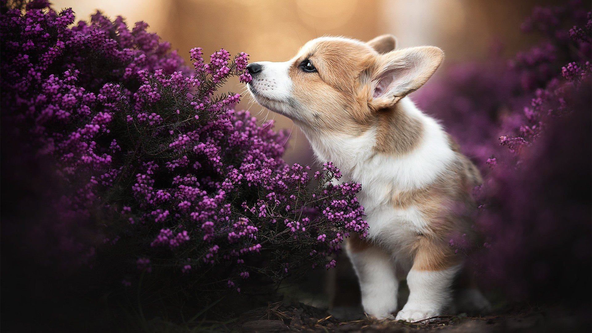 羽球巅峰战！戴资颖压轴制胜，印度队3-2险胜丹麦队