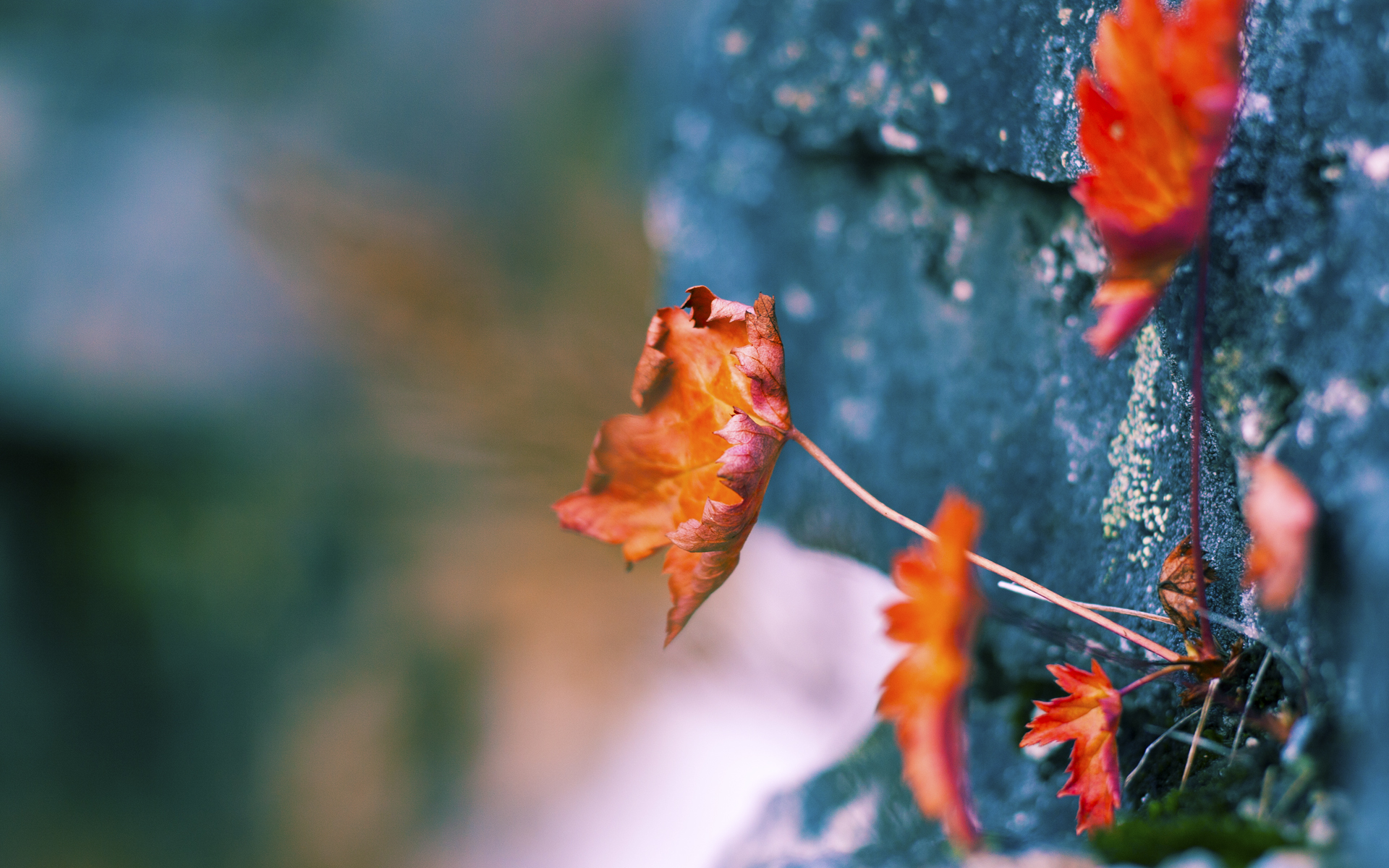 双线狂飙,当佛罗伦萨鏖战威尔士的呐喊,淹没在F1引擎的轰鸣中