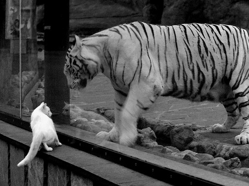 绿茵教科书之夜，当意甲焦点战与小贾伦式防守艺术跨界共鸣