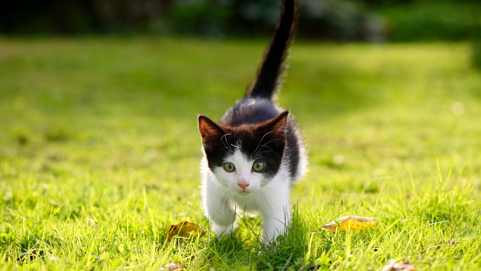 从大赛梦魇到不朽沙场，36岁的京多安如何以一脚击碎大场面心魔？