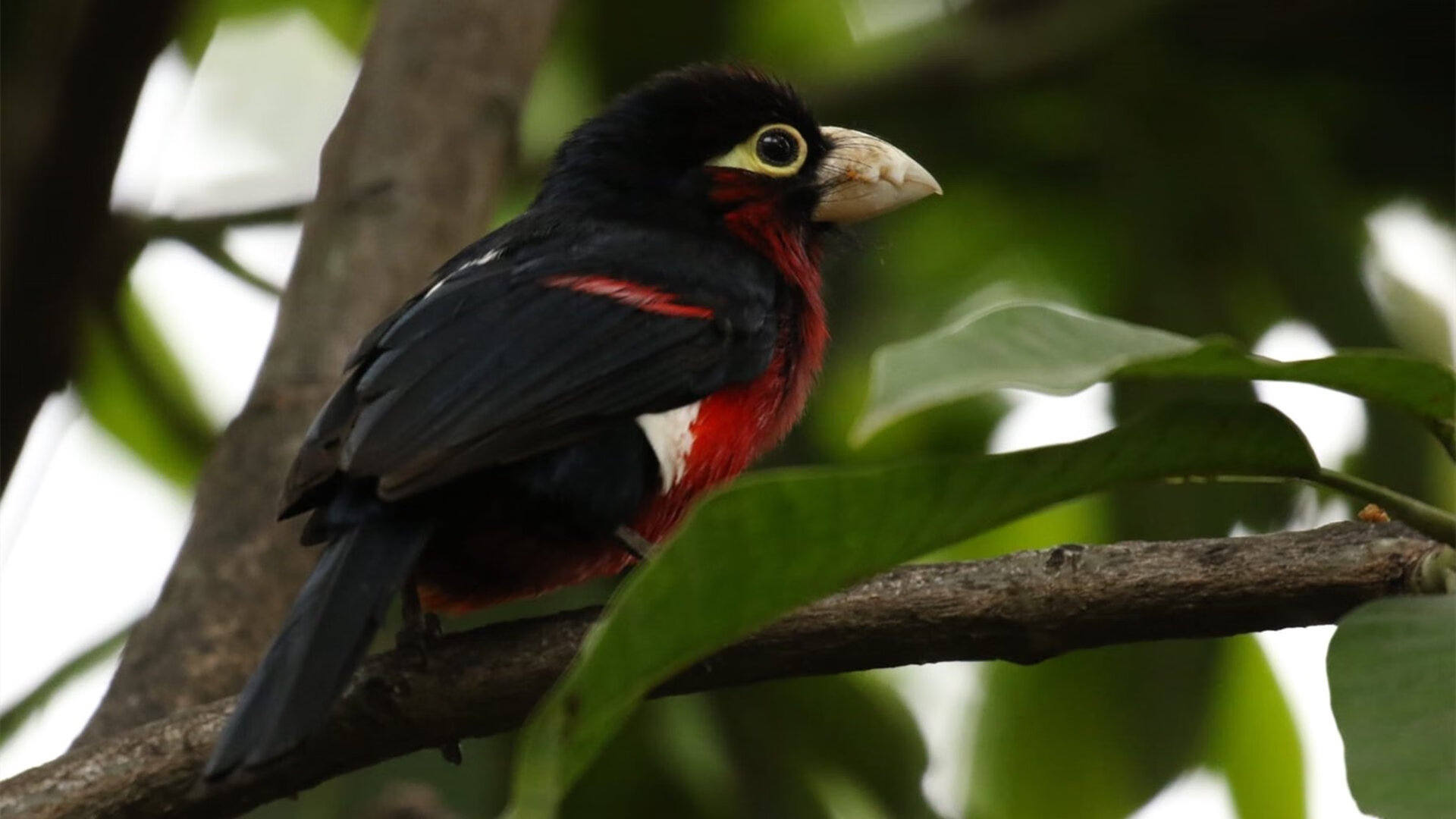 绝杀的艺术，当加纳与罗德里共享同一颗大心脏