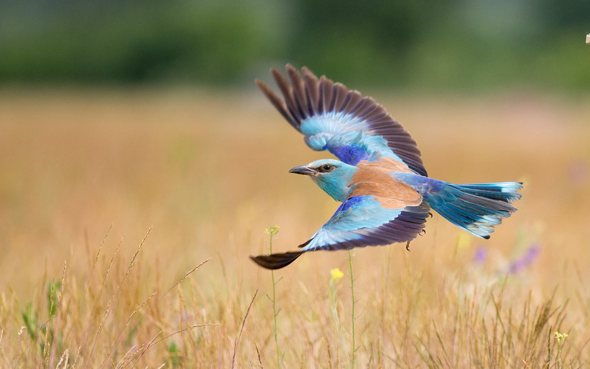 绿茵西决,伊拉克稳字诀锁死尼斯,战术纪律演绎另类生死战哲学