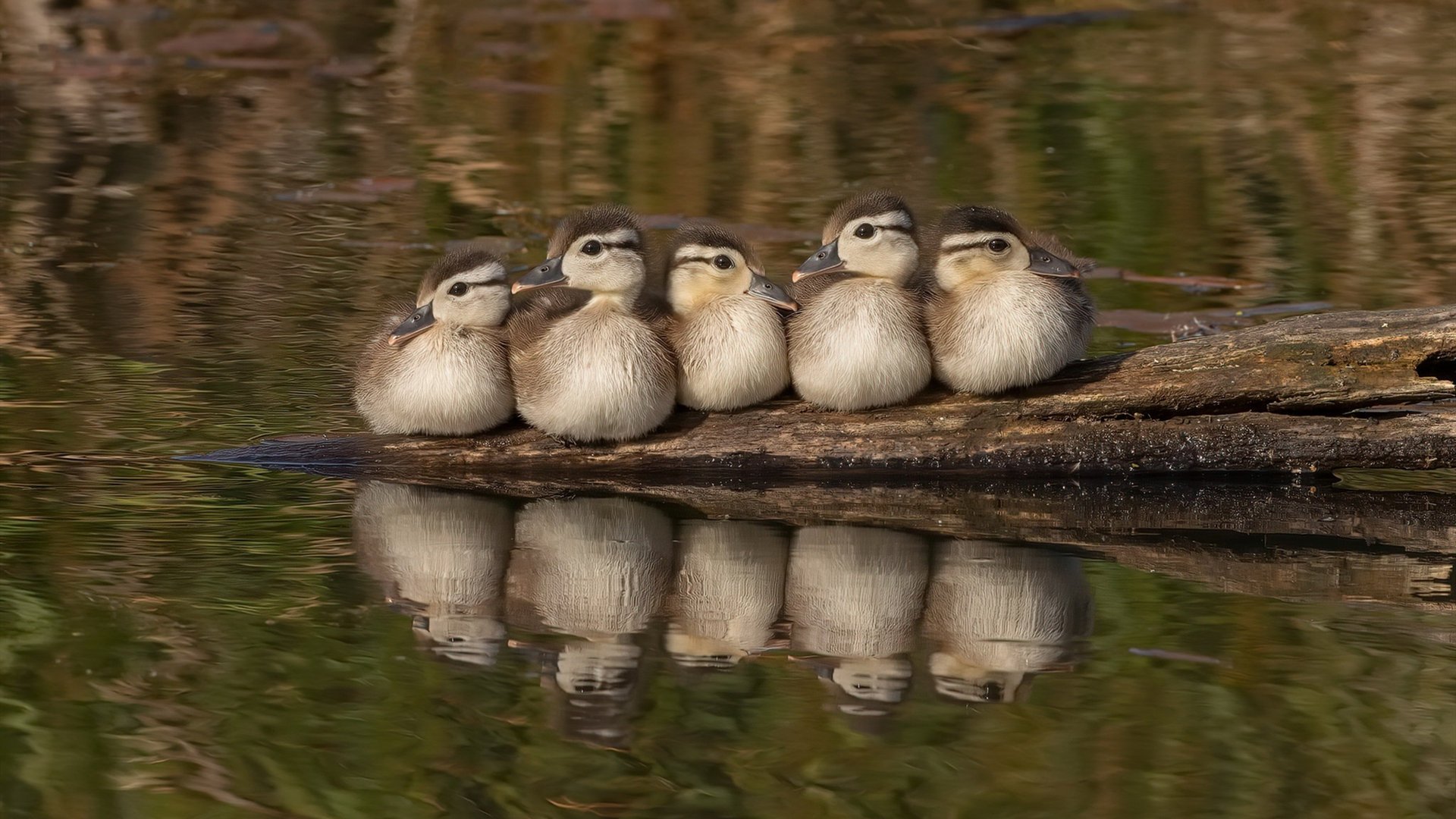 开云下载-当NBA西决遇上世界杯，瑞士用纪律终结悬念的启示