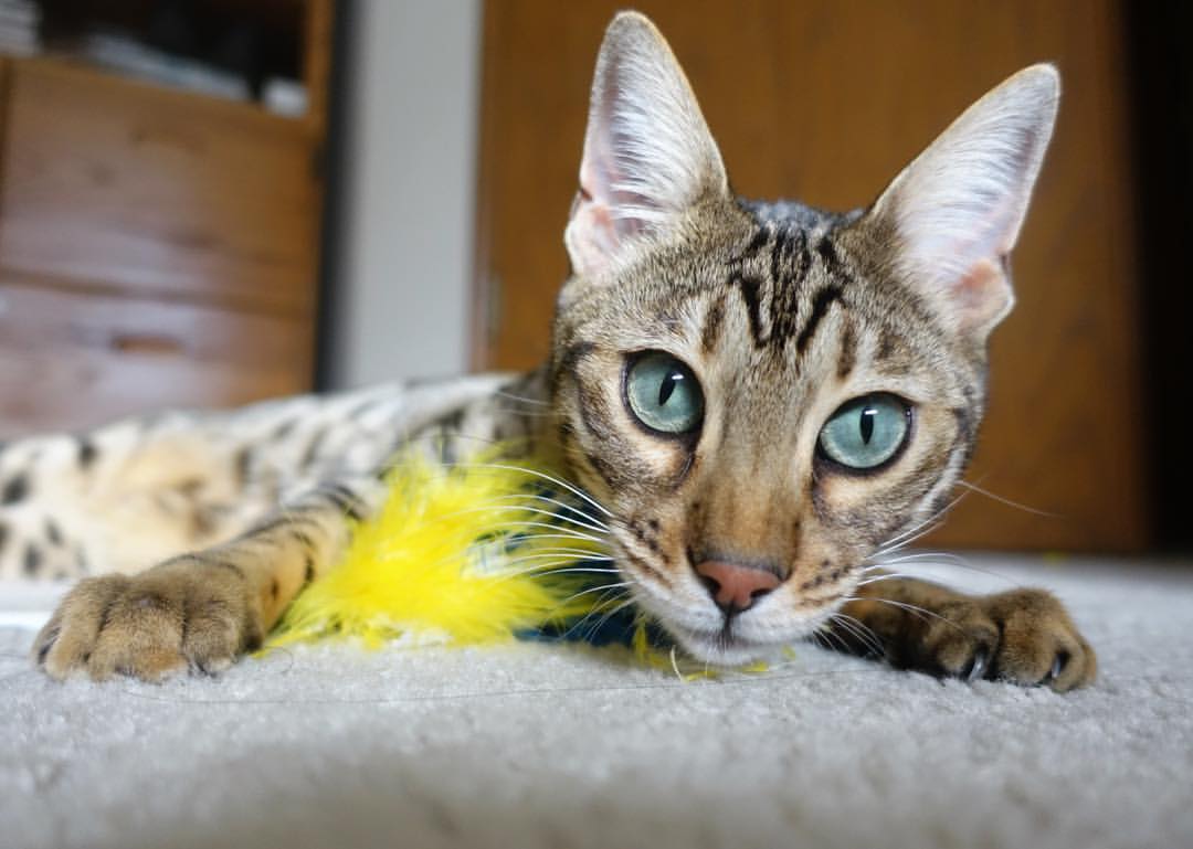 巨星闪耀与铁血突围,浓眉满分之夜与尼克斯的钢铁意志