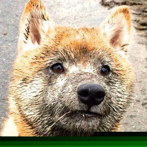 远乡刀锋,金边照亮德意志火海