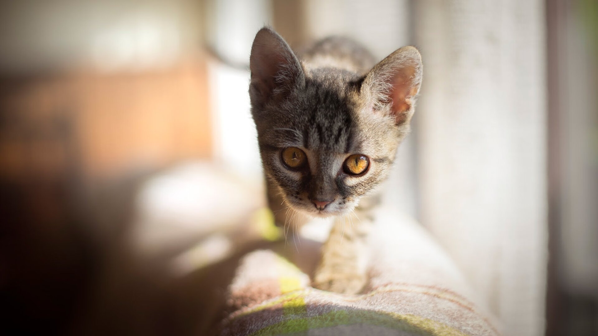 零点三秒,银河系倾斜,福克斯用指尖重写所有可能