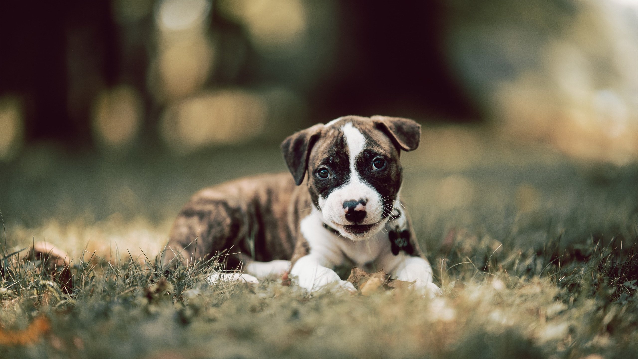 提前两年，在加的夫的一场谋杀与继承，卡塞米罗如何于2026年接管世界