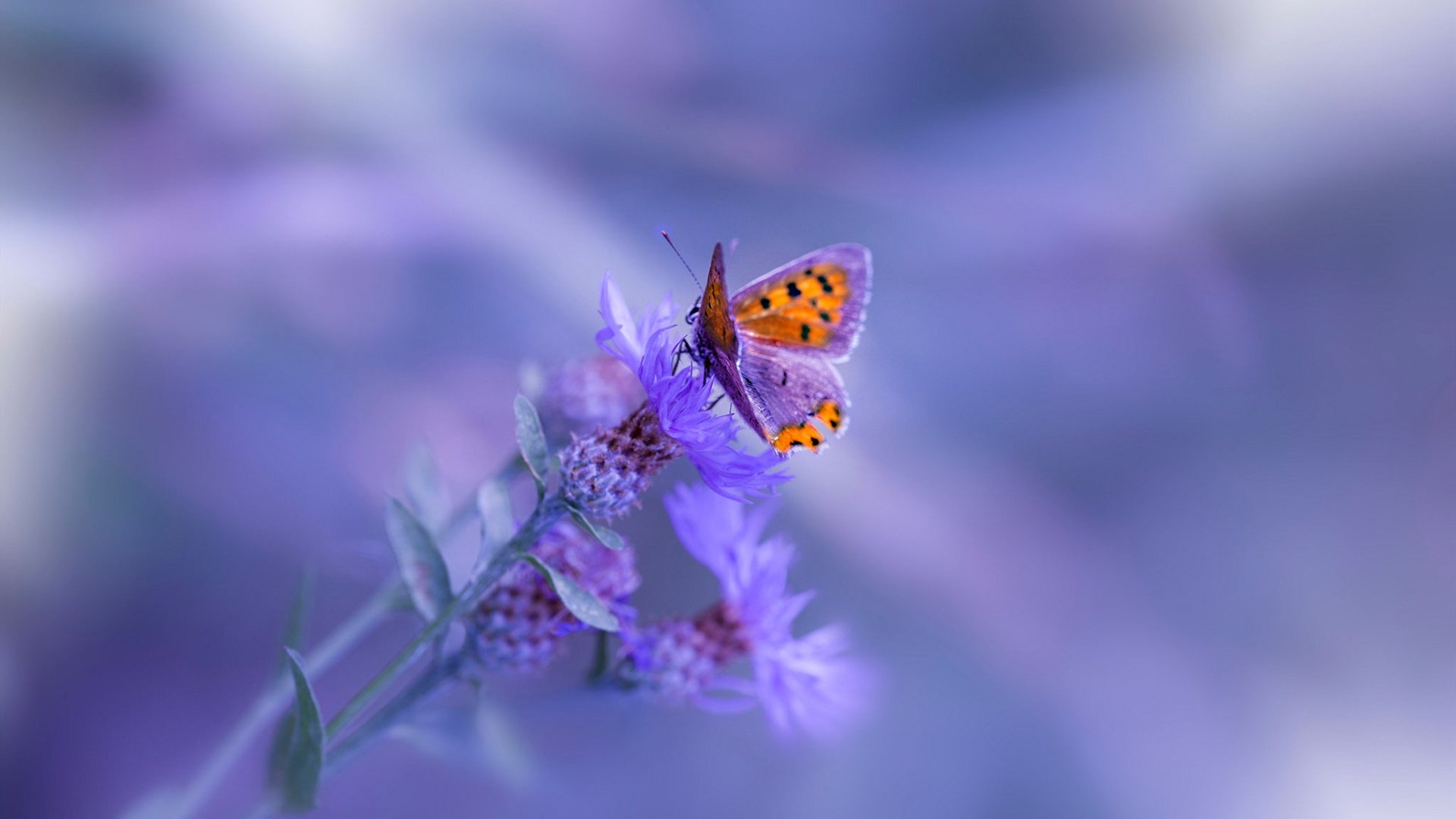 大场面基因,从CBA季后赛到欧冠淘汰赛的唯一性验证