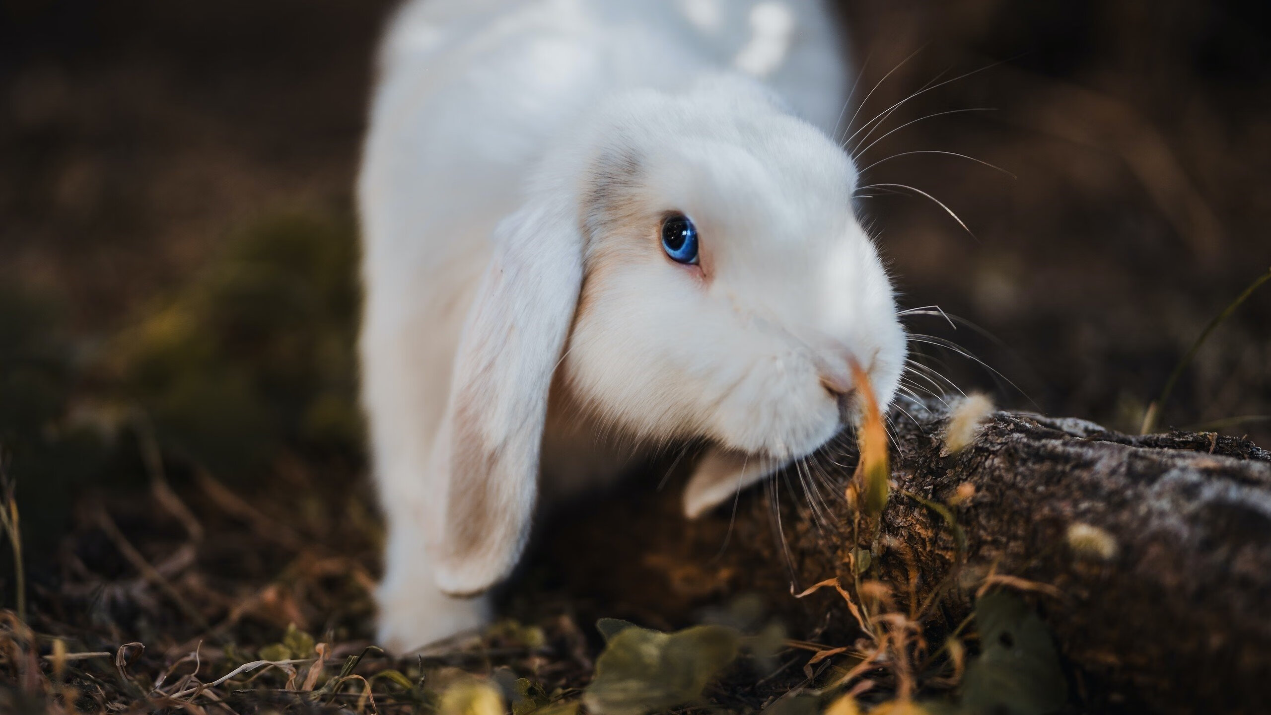 铁骑踏破北岸花园，马克西致命一击，独行侠客场偷走绿军胜利